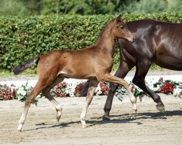 horse Full House (Westphalian, 2016, from Feedback 16)