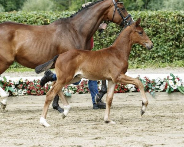 horse Dostojewski (Westphalian, 2016, from Destano)
