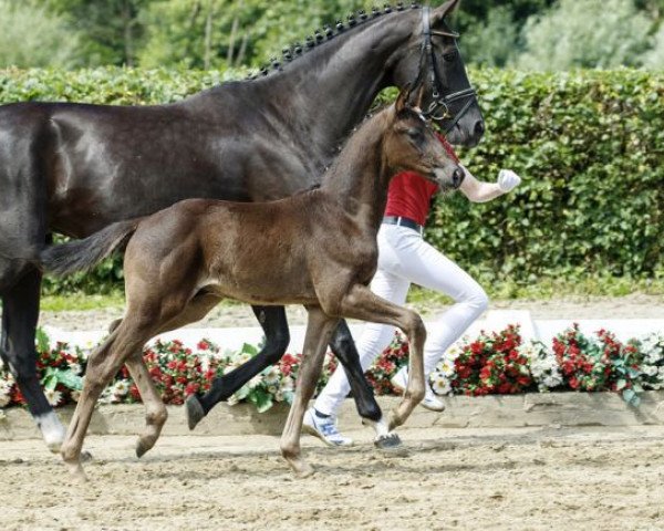 dressage horse Donatelli-Nero (Westphalian, 2016, from Depeche Mode)
