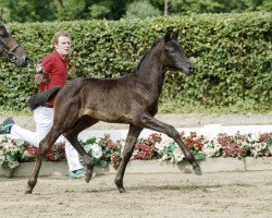 Pferd Matilda (Westfale, 2016, von Moses)