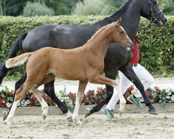 horse Fürstin Gloria (Westphalian, 2016, from Fürst Fohlenhof)