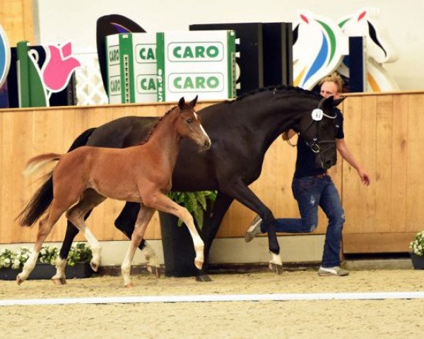 dressage horse Ella Rose (Westphalian, 2016, from Escolar)