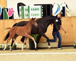dressage horse Ella Rose (Westphalian, 2016, from Escolar)