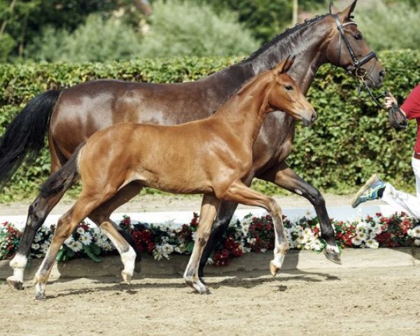 horse Be my valentine (Westphalian, 2016, from Callaho's Benicio)