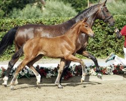 horse Be my valentine (Westphalian, 2016, from Callaho's Benicio)