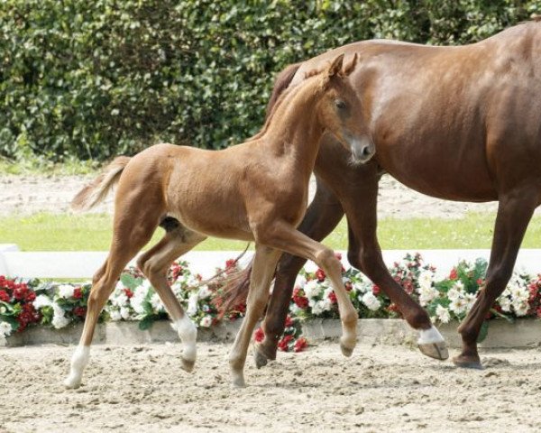 dressage horse Valerian Mt (Westphalian, 2016, from Veneno)