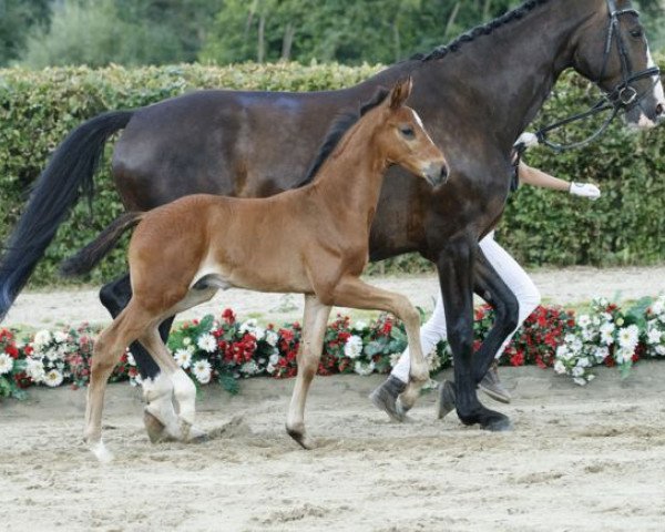 horse Sehenswert (Westphalian, 2016, from Sir Heinrich OLD)