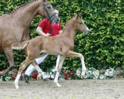 horse Friedemann (Westphalian, 2016, from Franziskus FRH)