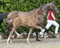 stallion Flying Dutchman (Westphalian, 2016, from Nymphenburg's First Ampere)