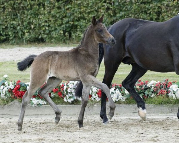 Pferd Naseweis (Deutsches Reitpony, 2016, von Navignon)