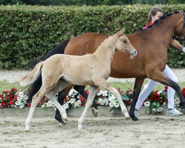 Pferd Die Biene Maja (Deutsches Reitpony, 2016, von Dating AT NRW)