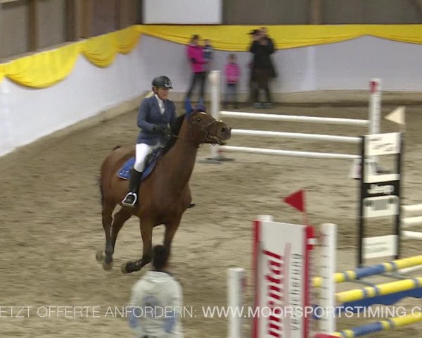 Reitturnier Wil 2019