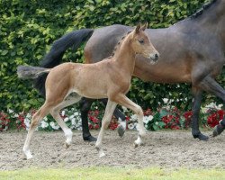 Pferd Volltreffer (Deutsches Reitpony, 2016, von Vincent)