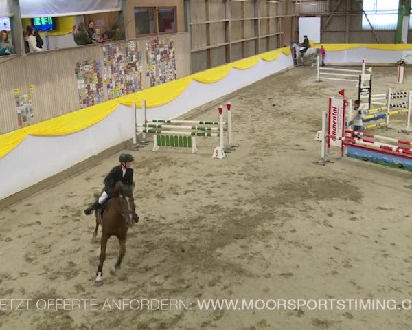 Reitturnier Wil 2019