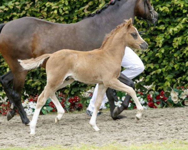 horse Diamond's Highlight (German Riding Pony, 2016, from Diamond Touch NRW)