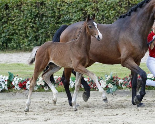 Pferd Fashion Rock HG (Westfale, 2016, von Fashion Maker)