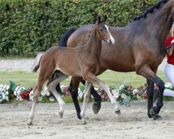 horse Fashion Rock HG (Westphalian, 2016, from Fashion Maker)