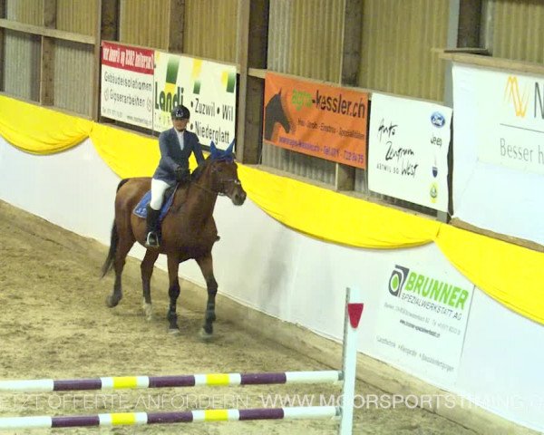 Reitturnier Wil 2019