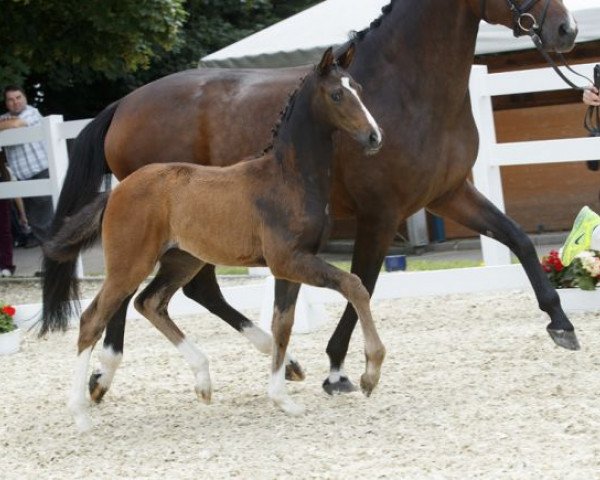 Springpferd Bernadotte 4 (Westfale, 2016, von Belissimo NRW)