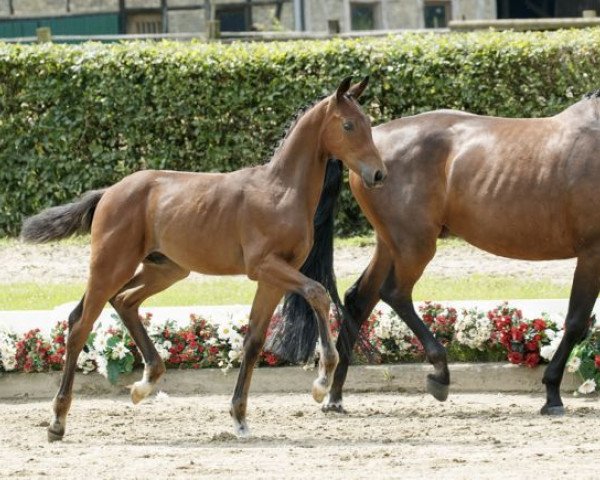 Pferd Franz Ferdinand (Westfale, 2016, von Franziskus FRH)