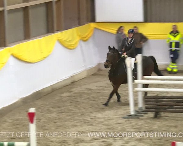 Reitturnier Wil 2019