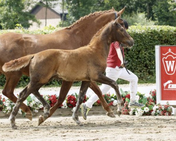 horse Belvedere 62 (Westphalian, 2016, from Bon Coeur)
