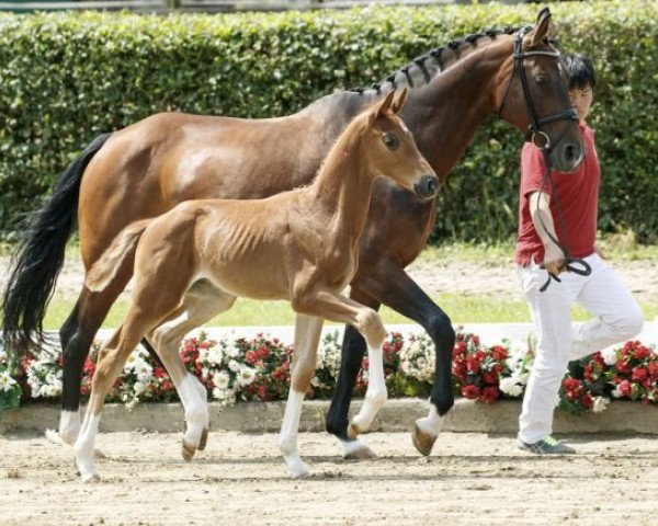horse Deluxe Edition (Westphalian, 2016, from De Niro)