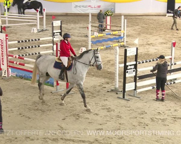 Reitturnier Wil 2019