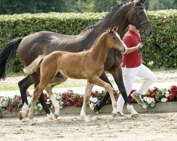 horse Akito (Westphalian, 2016, from All Music)