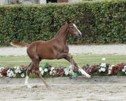 Pferd Compadre (Westfale, 2016, von Comme il Faut)