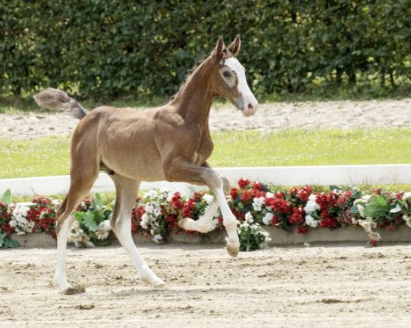 horse Cooper (Westphalian, 2016, from Capistrano 2)