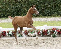 horse Asterix (Westphalian, 2016, from All Music)