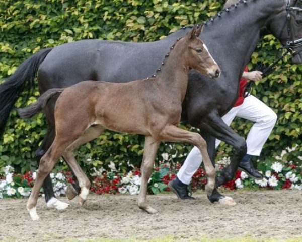 dressage horse Bellini's Flyer (Westphalian, 2016, from Bellini Royal) dressage horse Bellini's Flyer (Westphalian, 2016, from Bellini Royal)