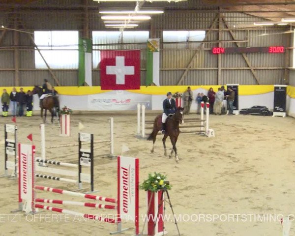 Reitturnier Wil 2019