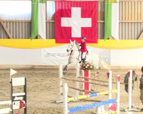 Reitturnier Wil 2019