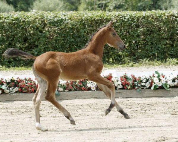 horse Corratina K (Westphalian, 2016, from Comme il Faut)