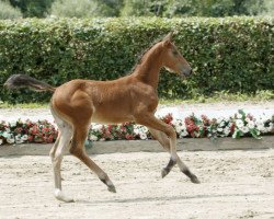 horse Corratina K (Westphalian, 2016, from Comme il Faut)
