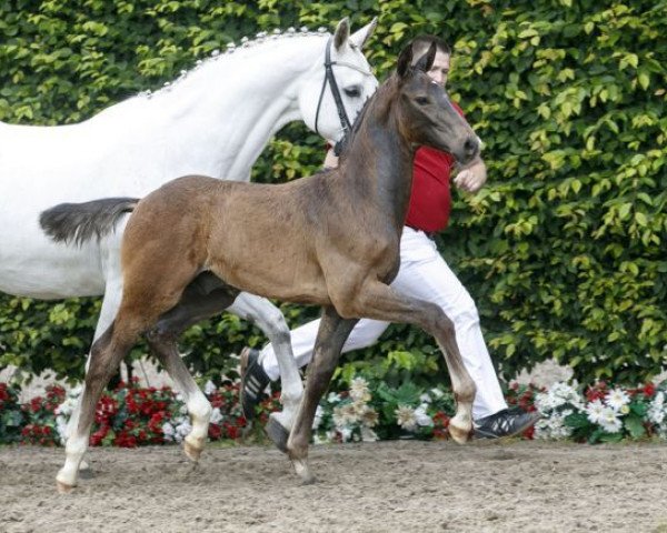 Springpferd Shaqiri 4 (Westfale, 2016, von Stakkato Gold)
