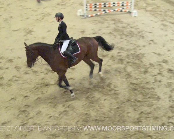 Reitturnier Wil 2019