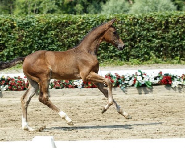 Pferd Nur Du (Westfale, 2016, von Nubalou W.Z.)