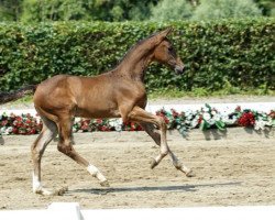 horse Nur Du (Westphalian, 2016, from Nubalou W.Z.)