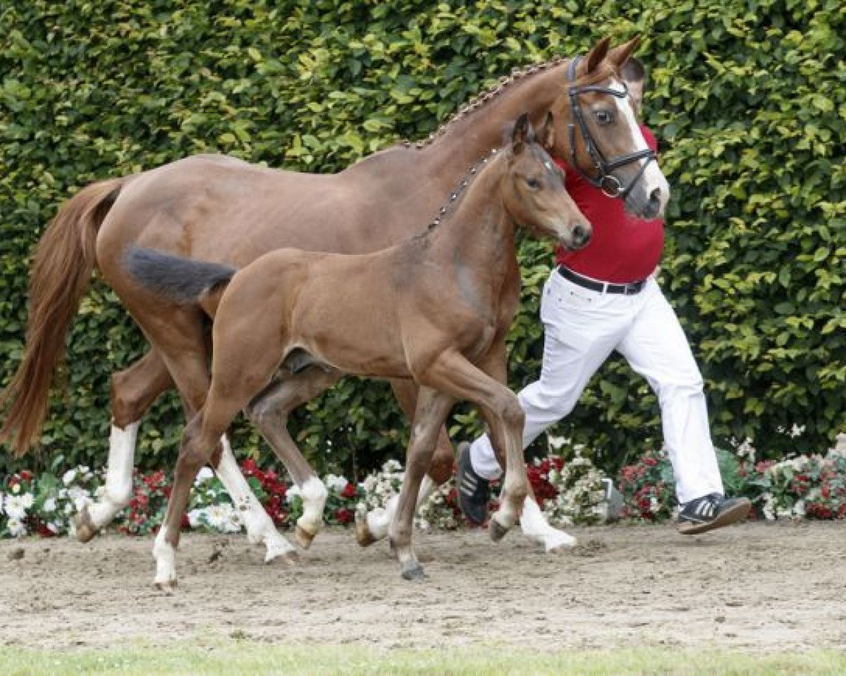 Springpferd Achilles (Westfale, 2016, von A La Carte NRW)