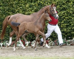 jumper Achilles (Westphalian, 2016, from A La Carte NRW)