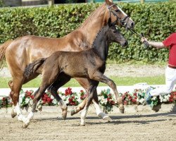 Pferd All In (Westfale, 2016, von All Music)