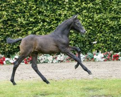 horse Count Down (Westphalian, 2016, from Cornet Obolensky)