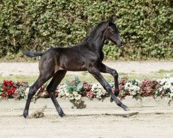 stallion Contador (Westphalian, 2016, from Cornet Obolensky)
