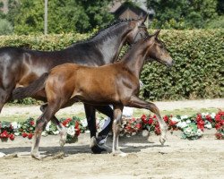 broodmare Secret Ashes (Westphalian, 2016, from Sezuan)