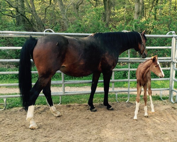 broodmare Coralie La Rouge D (Westphalian, 2016, from Cosido)