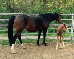 broodmare Coralie La Rouge D (Westphalian, 2016, from Cosido)