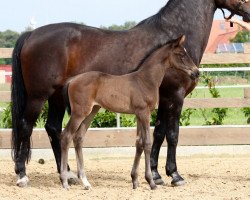 jumper Hulapalu W (Oldenburg show jumper, 2016, from Hickstead White)